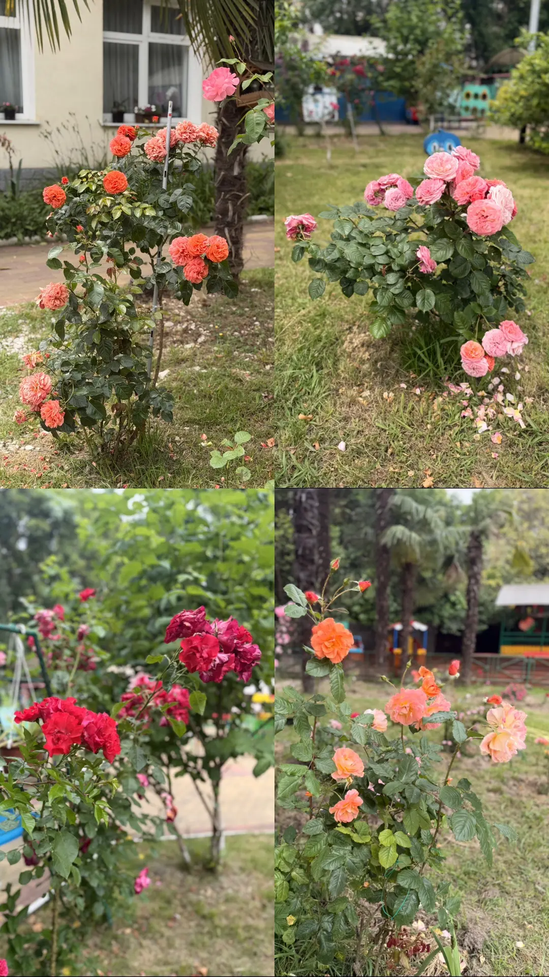 🌹 Наш детский сад утопает в цветах!
На территории нашего детского сада выращивается более 30 сортов