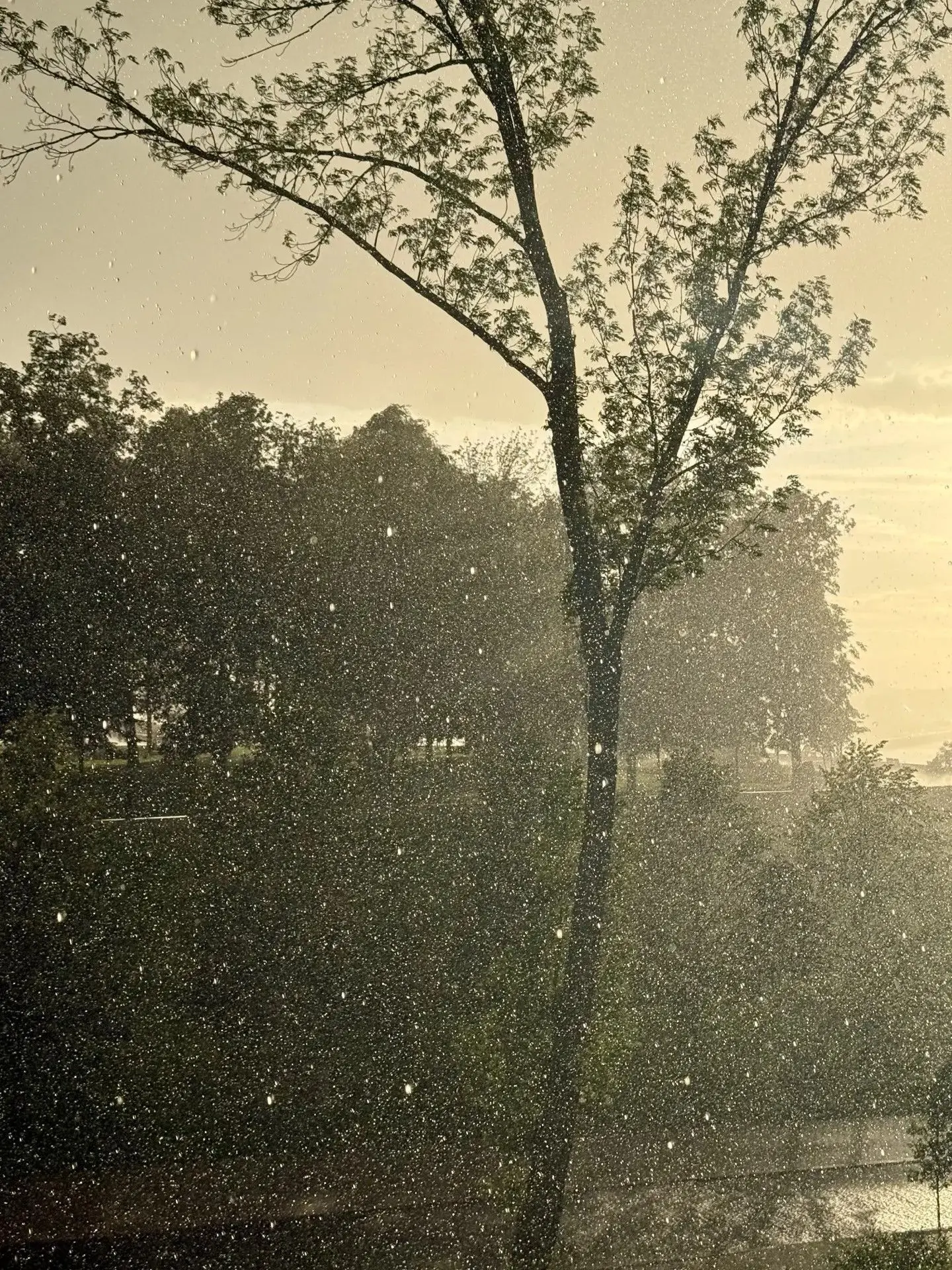 Сильные дожди ожидаются в Нижнем Новгороде 18 и 19 июня 🌧️
 
По данным ФГБУ «Верхне-Волжское УГМС»,