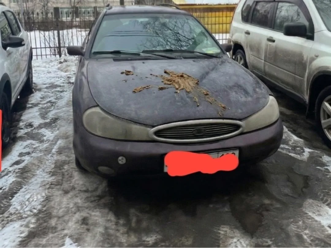 Передаю горячий привет неизвестному творцу, решившему украсить капот моего Форда ночным...