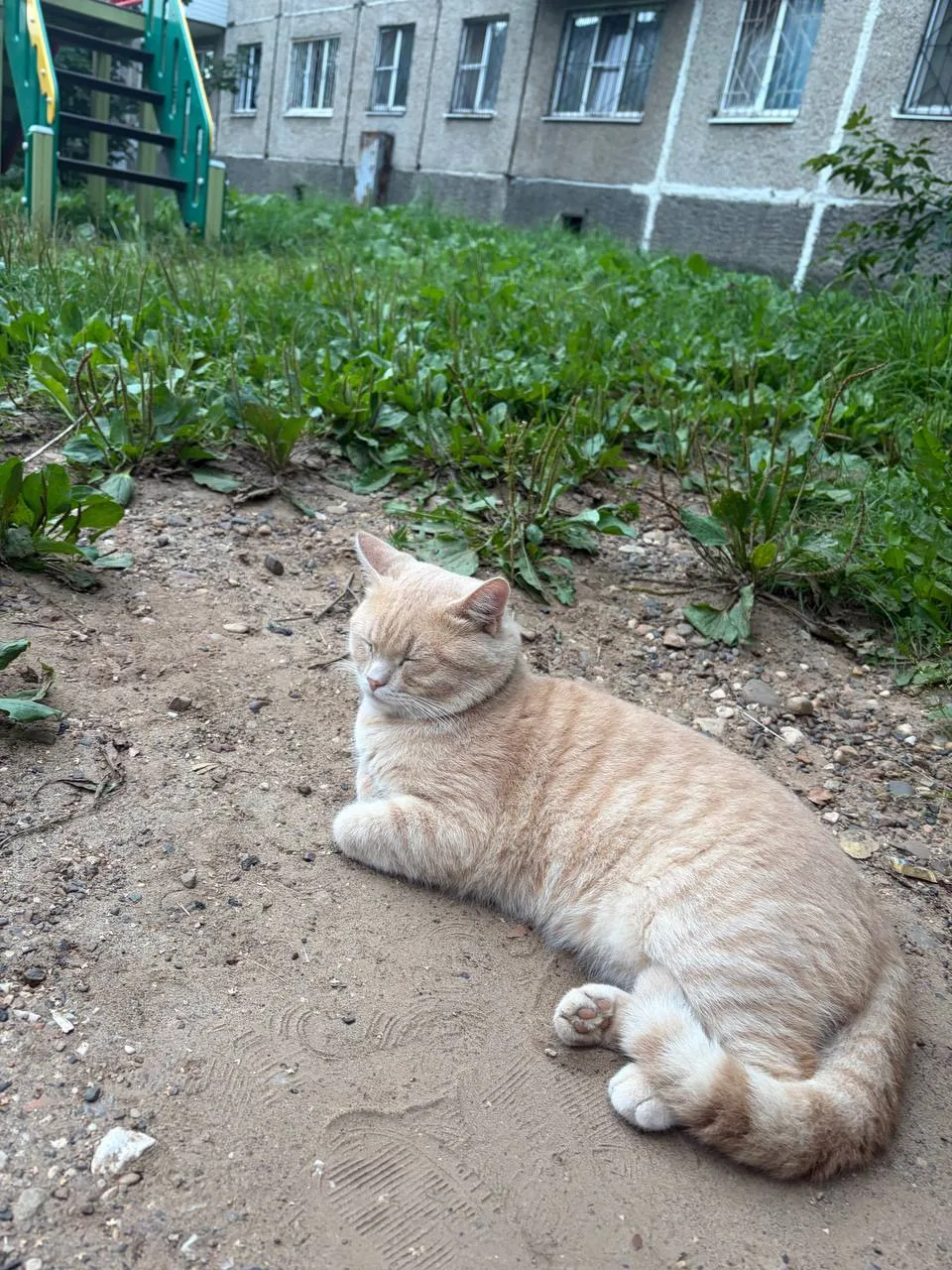 🐾 Подошел кот 5 августа в 20.30 у дома Солдатова 2/ Таборская 18. Может, убежал у кого-то. Выглядит
