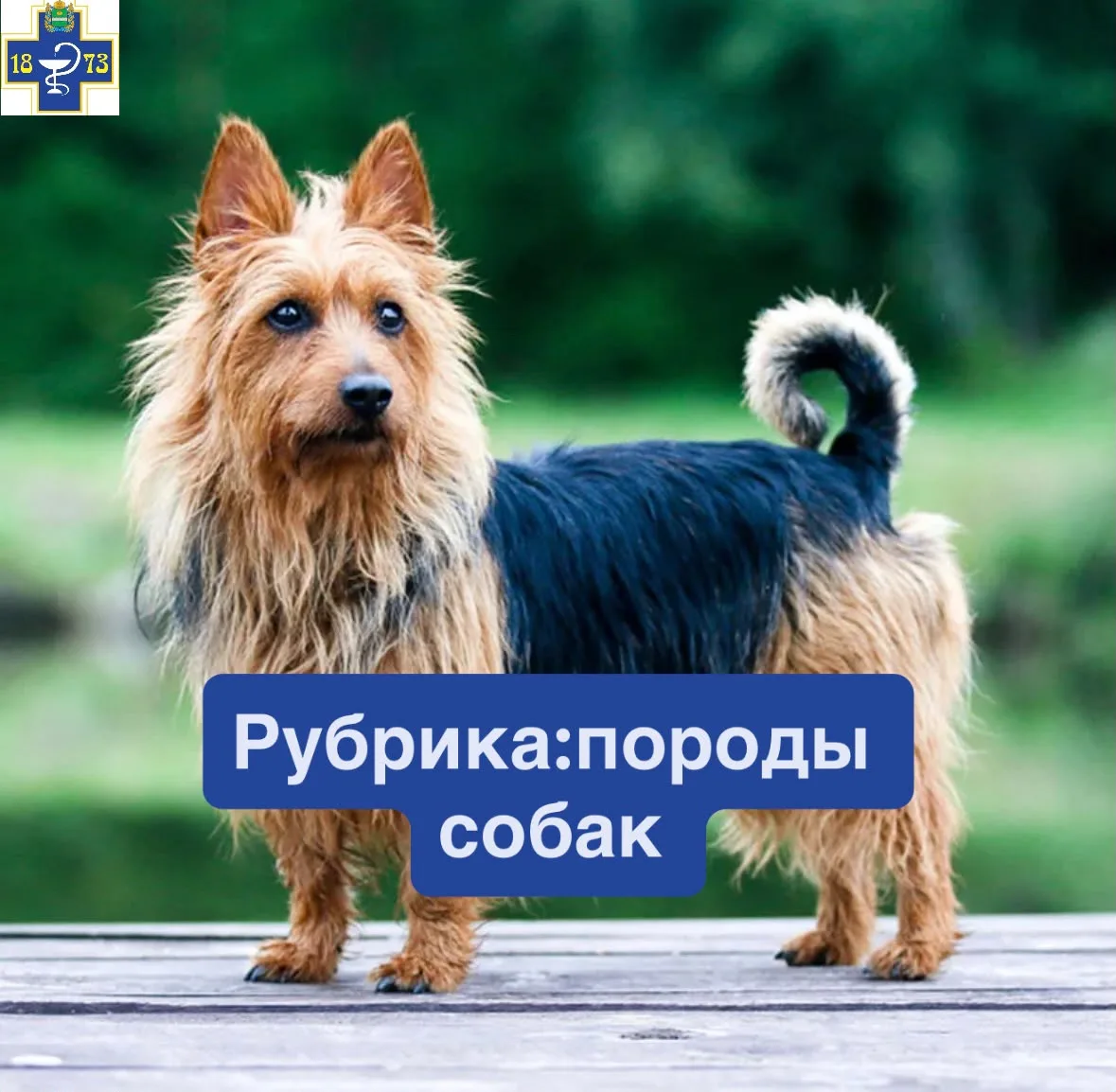 ☑️Австралийский терьер