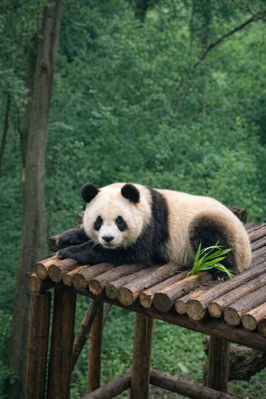 🐼 КИТАЙ НА ОСЕННИЕ КАНИКУЛЫ: тур «Панды + пляжный отдых» Маршрут через Чэнду на остров...