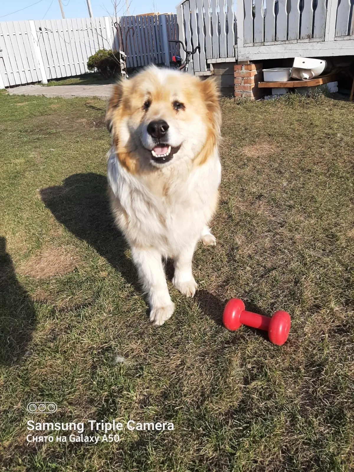 🐾 Не разлей вода! У нашего Проши появился новый лучший друг! ❤  🥰 Помните этого большого и солнечног