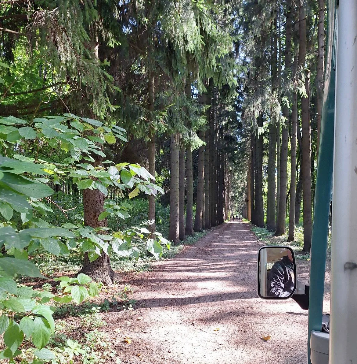 Немного красоты вам в ленту! 🌳