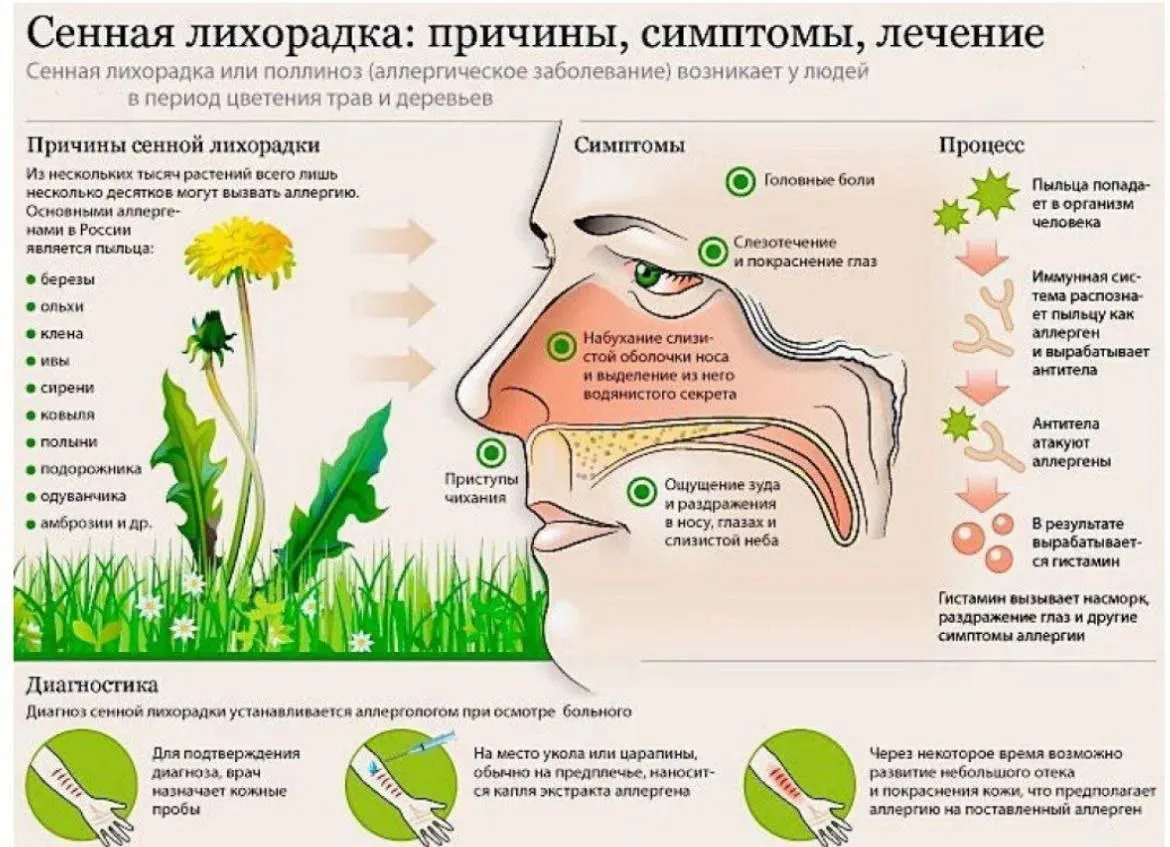 Основное обострение поллиноза наблюдается в весенне-летний и летне-осенний периоды.

Каков же механи