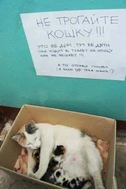 Не трогайте кошку, тут её дом, тут её дети 😻