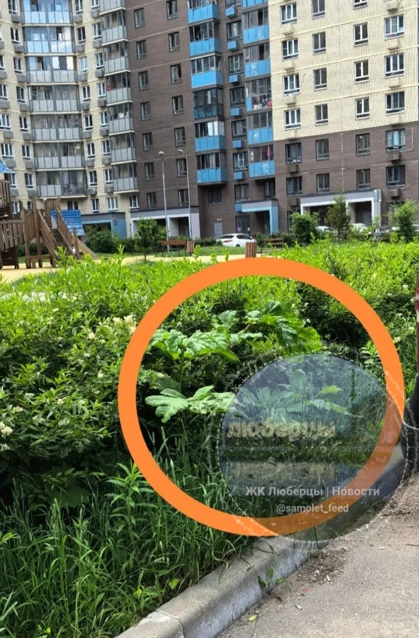 Во дворе на Камова 5 к.2 поселился борщевик.
Будьте аккуратны!

____
Прислать новость


👉 Обсудить 