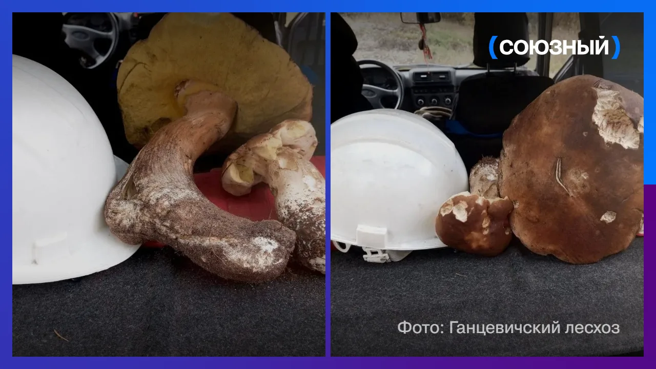 В Ганцевичском районе зафиксирован впечатляющий грибной рекорд, настоящий джекпот в тих...