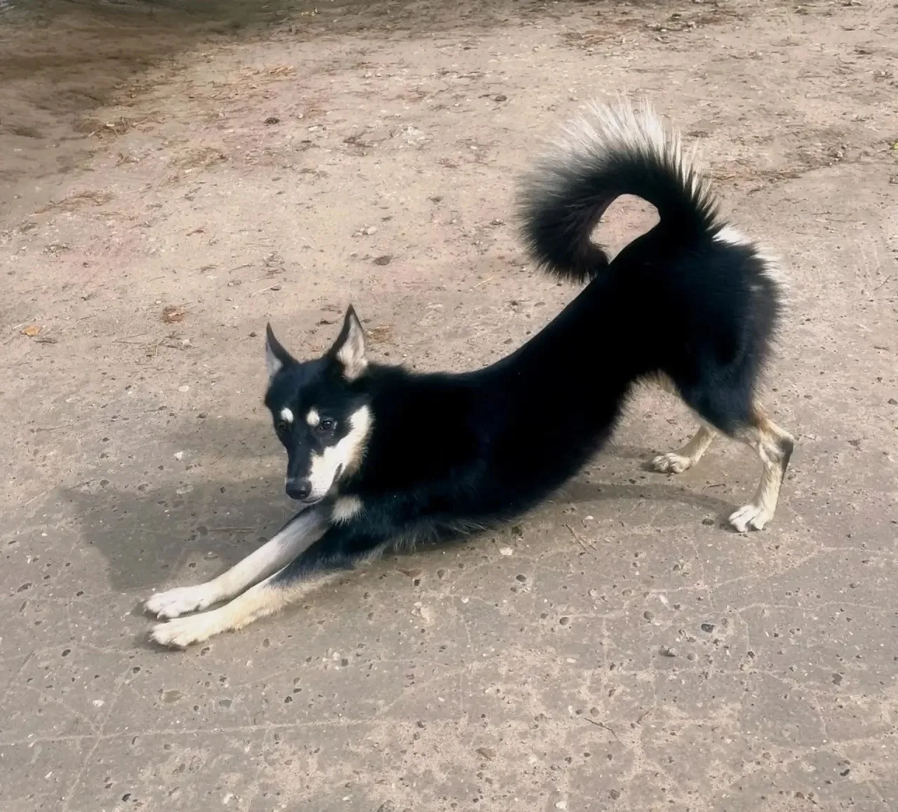Ищет дом молодая красавица,8-10 месяцев 🐕🐶Ооочень дружелюбная и к людям и к собакам,н...