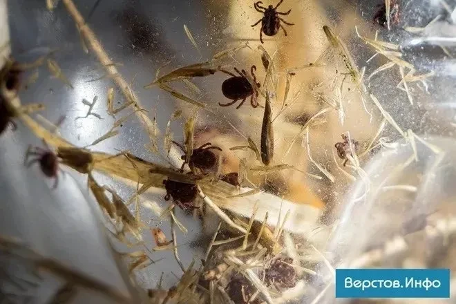 В Челябинской области клещи продолжают оставаться аномально активными