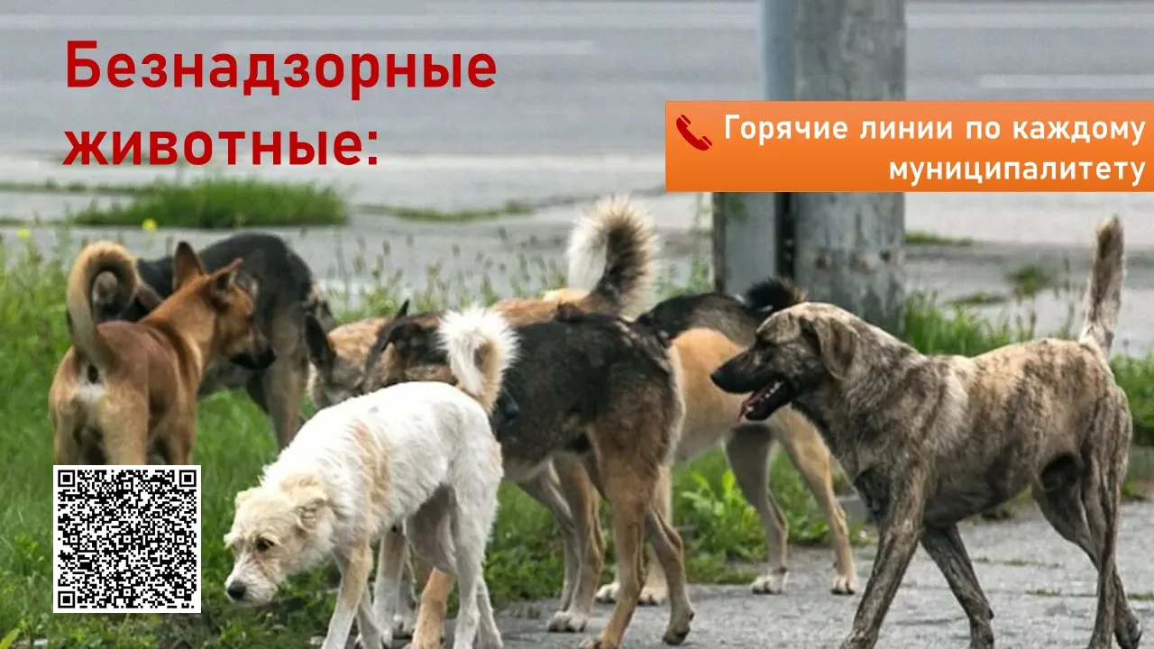 Перечень контактов для подачи заявок по безнадзорным животным