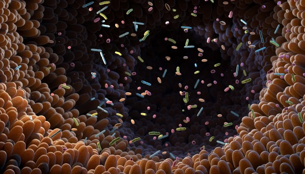 🔬 Как микробы удерживают место в кишечнике — и что нарушается при ВЗК