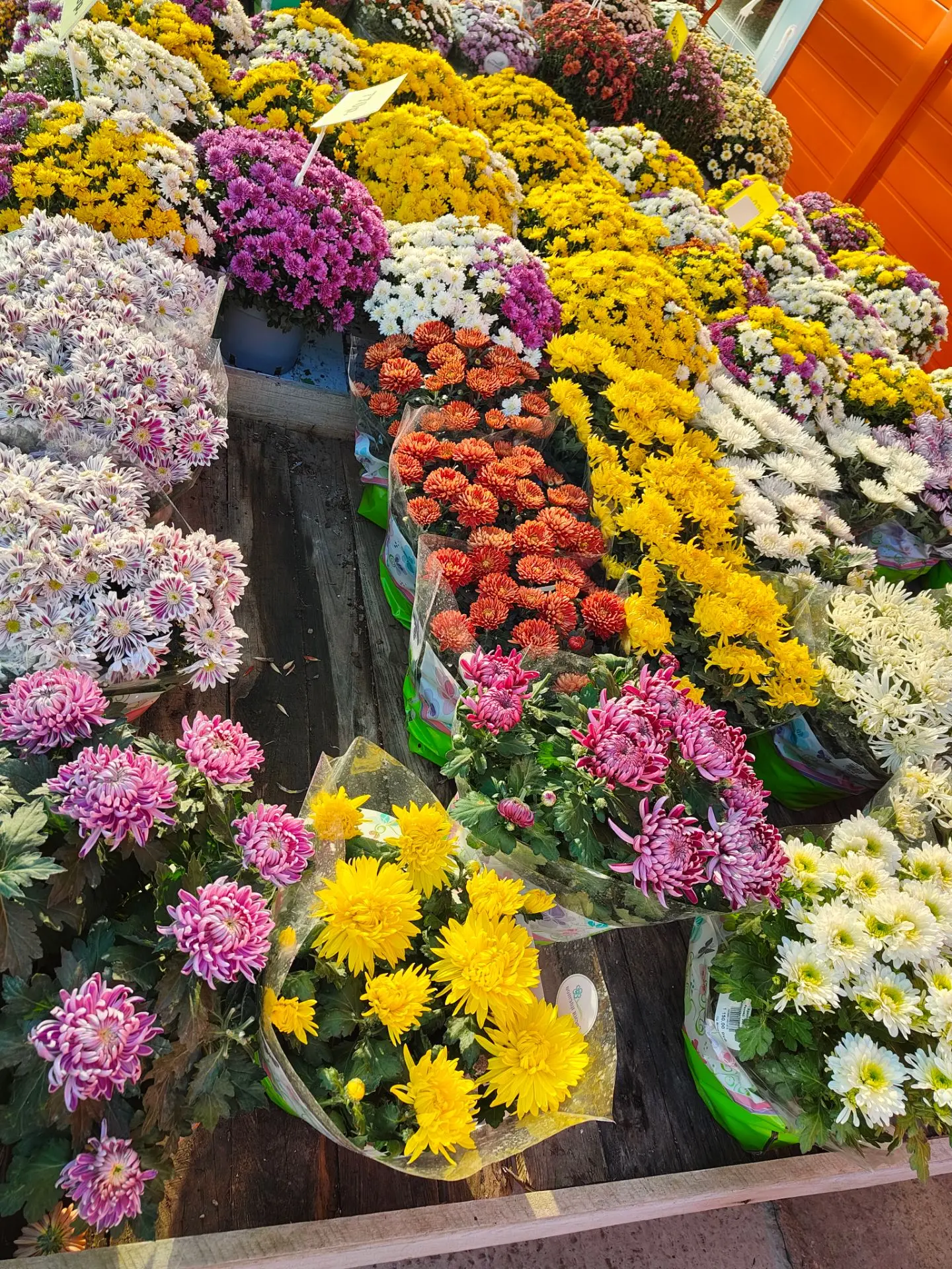 Я безумно люблю хризантемы 😍