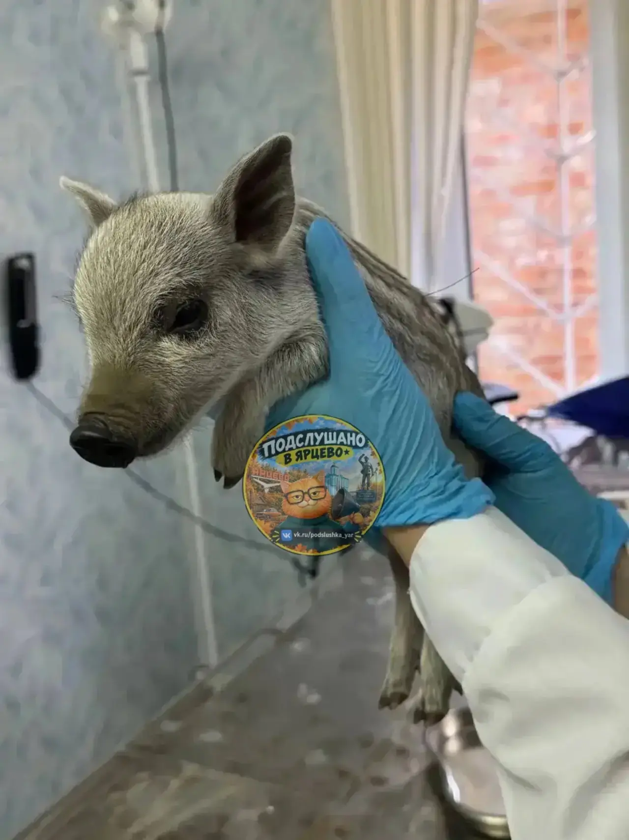 🐷 Смоленские ветеринары помогли трёхдневному поросёнку венгерской мангалицы