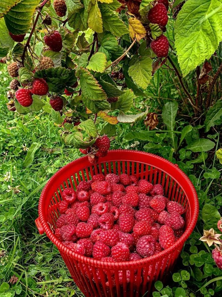 Посадка малины в октябре 🍓