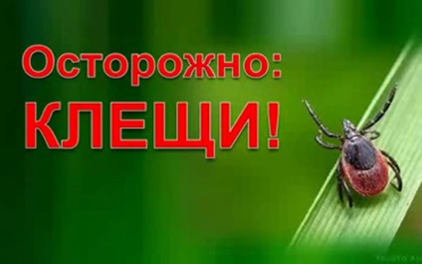 Клещи весной: как не стать их жертвой