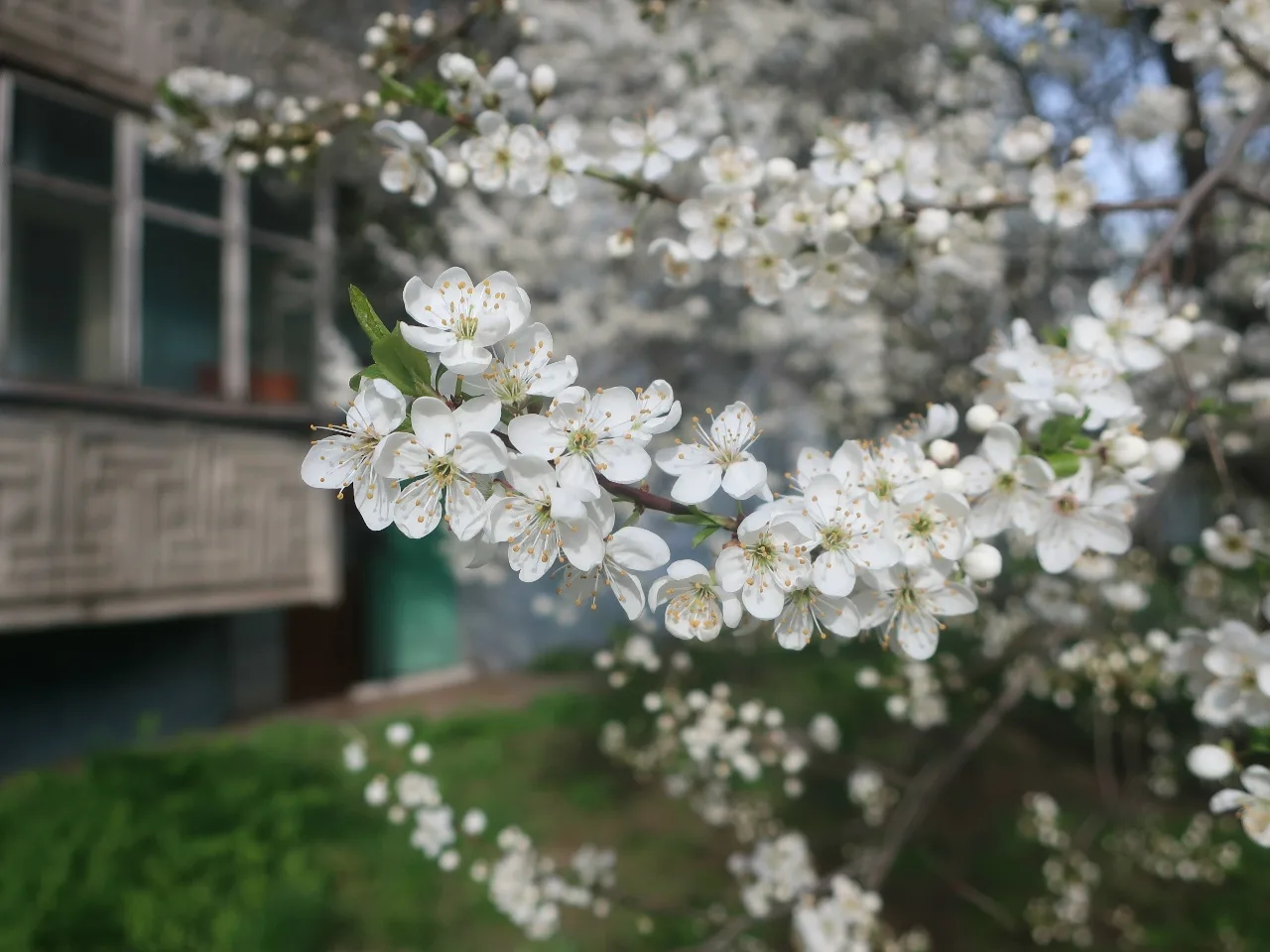 Цветущая алыча в Твери 🌸🌳  Фото с улицы Жигарева публикуют Натуральные новости.   📸: Вадим Рыбаков  