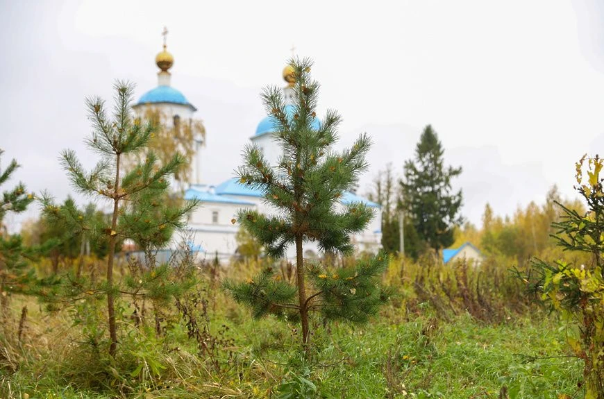 🌳 Почти 500 саженцев высадили в Солнечногорске за последние три года