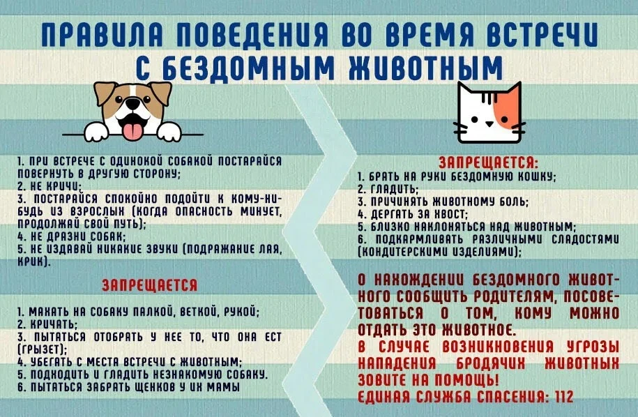 Памятка «Правила поведения с бездомными животными»