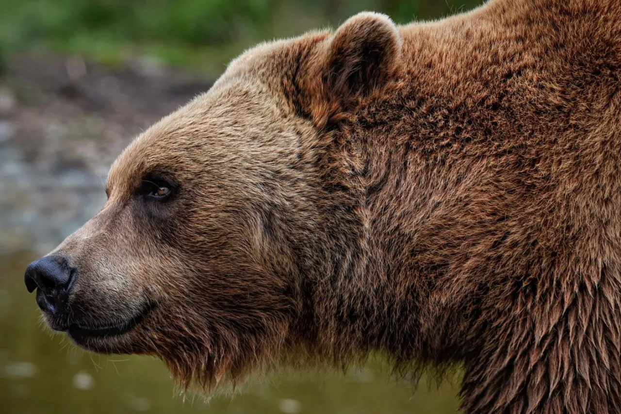 📈🐻В Приморье резко выросла численность медведей