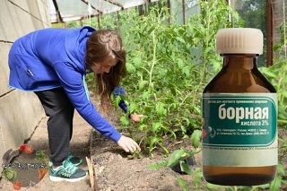 Как бороться со стрессом от жары у овощей

▫️Раствор борной кислоты:
   - Растворите 2 грамма борной