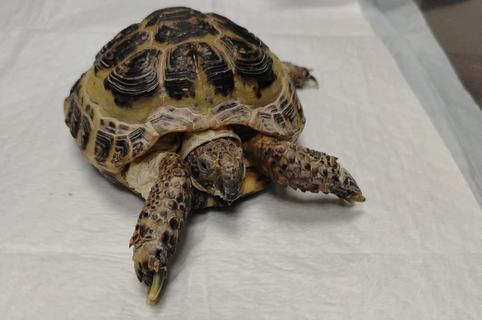 🐢 В Малой Вишере пациентом ветеринарной клиники стала черепаха с большим клювом

В ветеринарную кли
