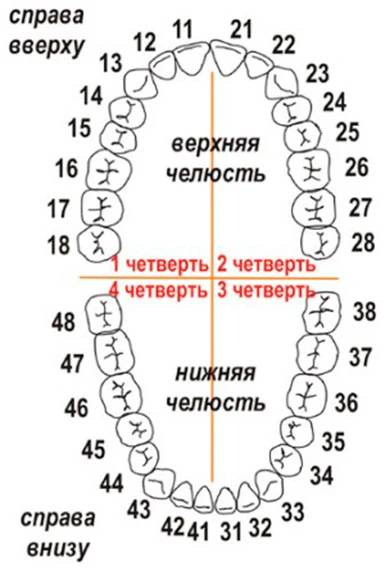 Стоматологический детектив, или Где живут 48-й или 11-й?

Итак, рассказываем почему зубов по стомато