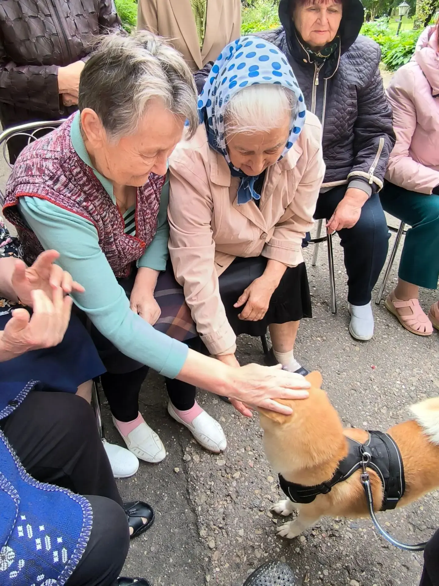 🐕«Лапа - в ладонь»