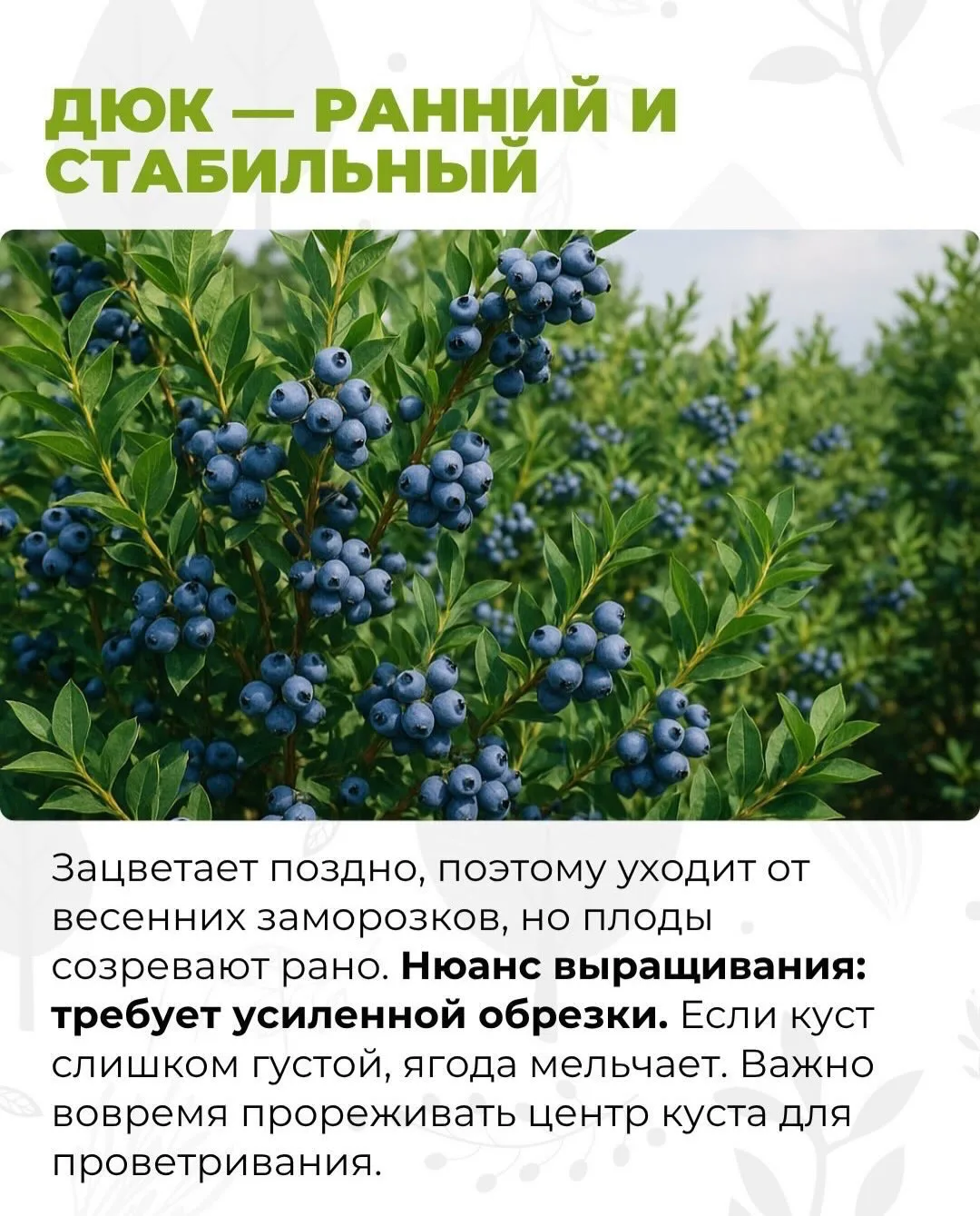 Крупная и сладкая голубика на участке: 3 золотых правила для богатого урожая 🫐✨