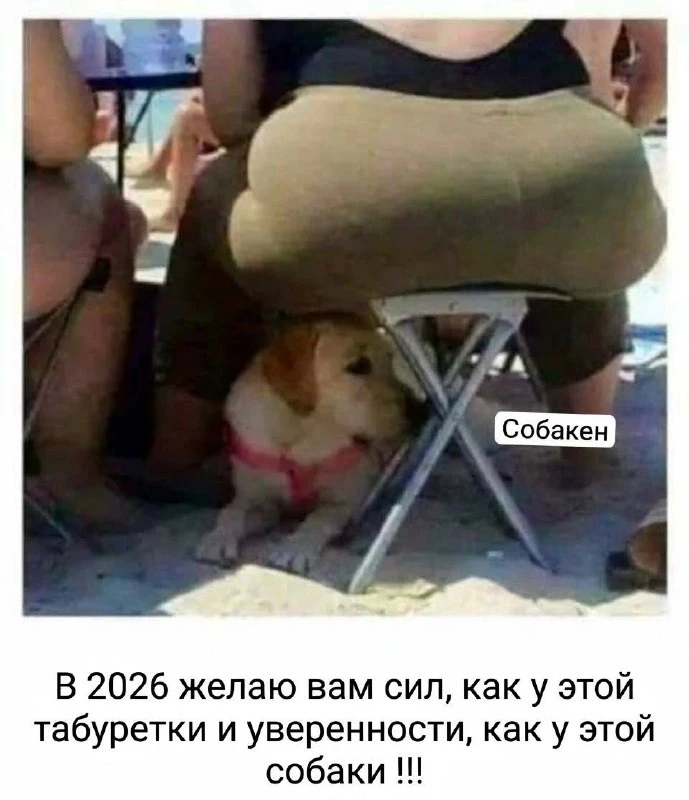 Над собакеном нависла полная жопа. Во всех смыслах 😆😆😆