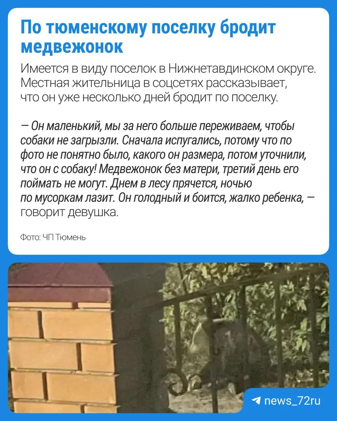❗В тюменском поселке заметили медвежонка, который разгуливает по улицам в поисках еды. ...