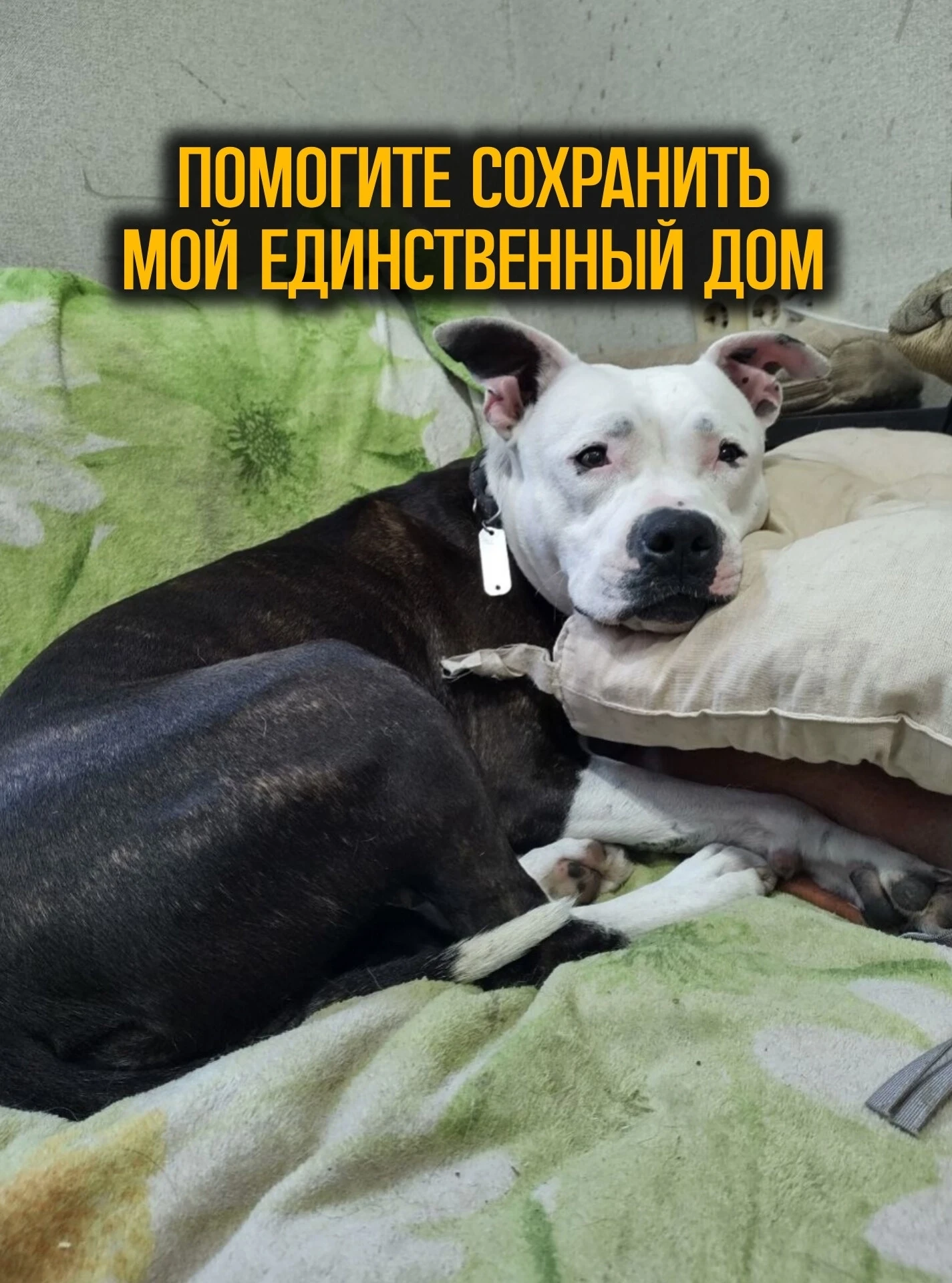 Друзья,‼️Нам нужна ваша помощь‼️
Необходимо закрыть базовые нужды приюта! 

Без закрытия этих нужд, 