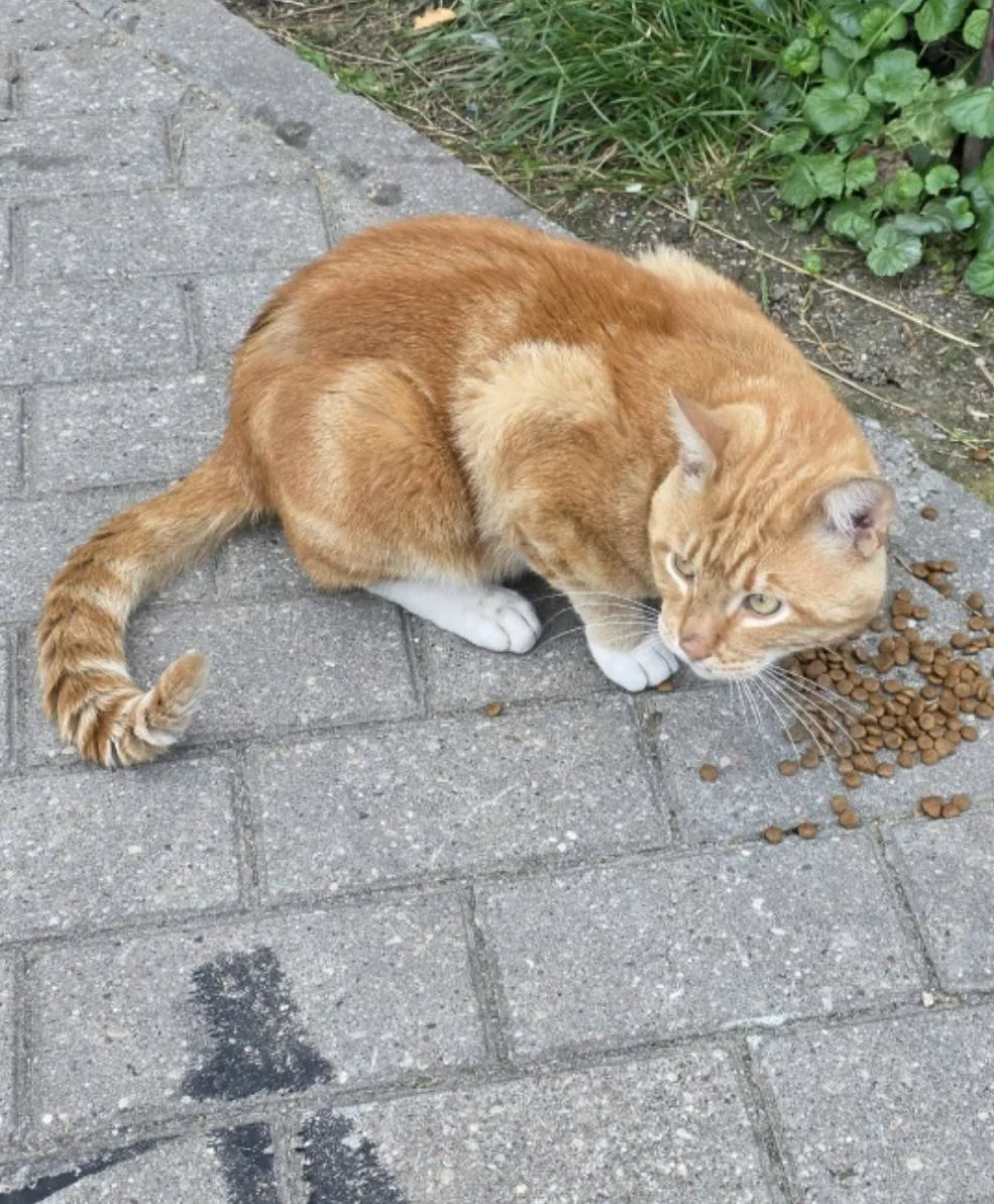 Вот такого кота обнаружила вчера в Гурьевске ,выходя из подъезда. 

Похож на домашнего, возможно, уб