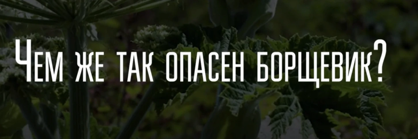 Сегодня прошел классный час на тему «Борщевик: опасность и меры предосторожности»