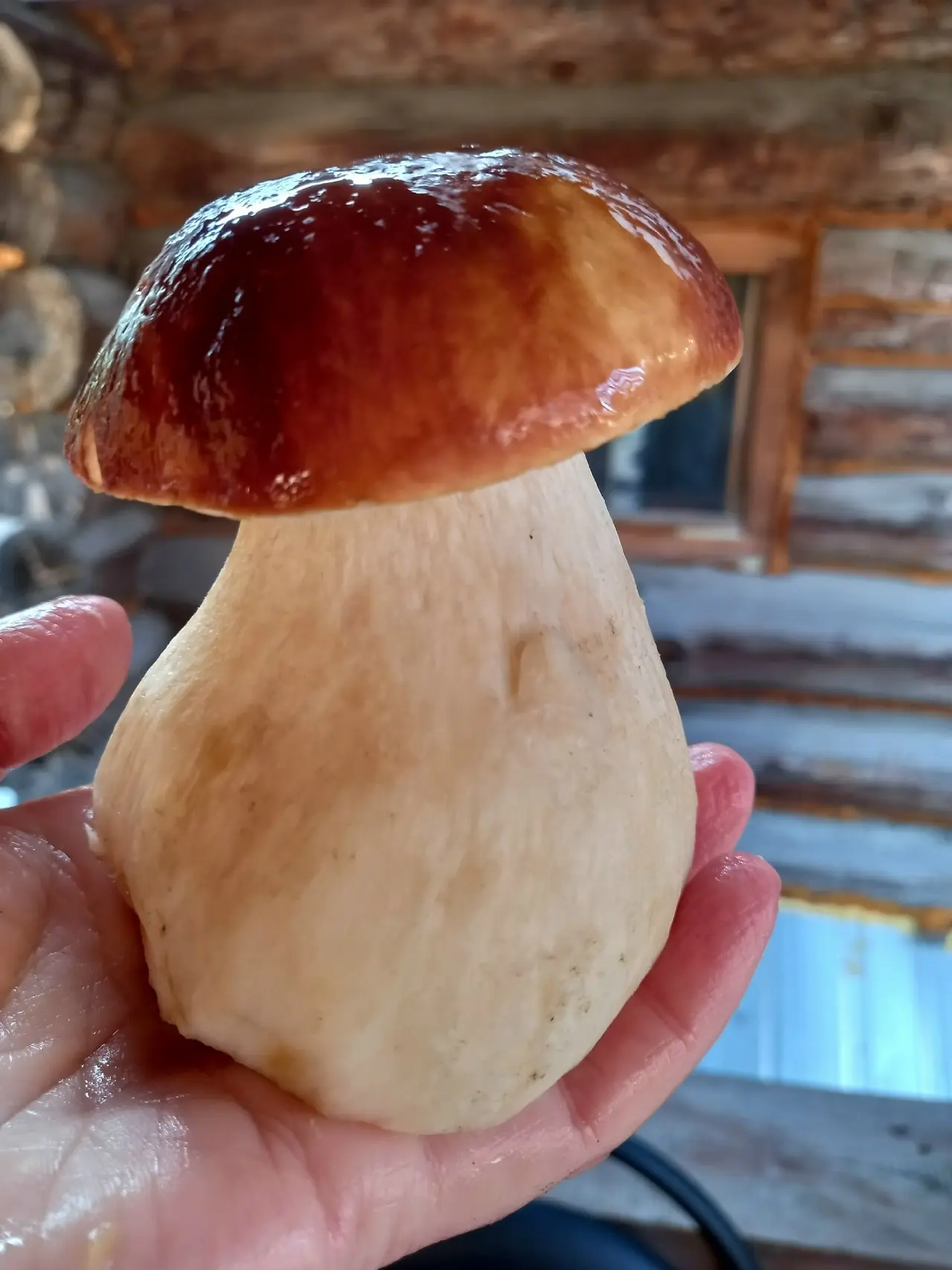 По традиции - в карусели грибные хвасталки наших подписчиков 😍