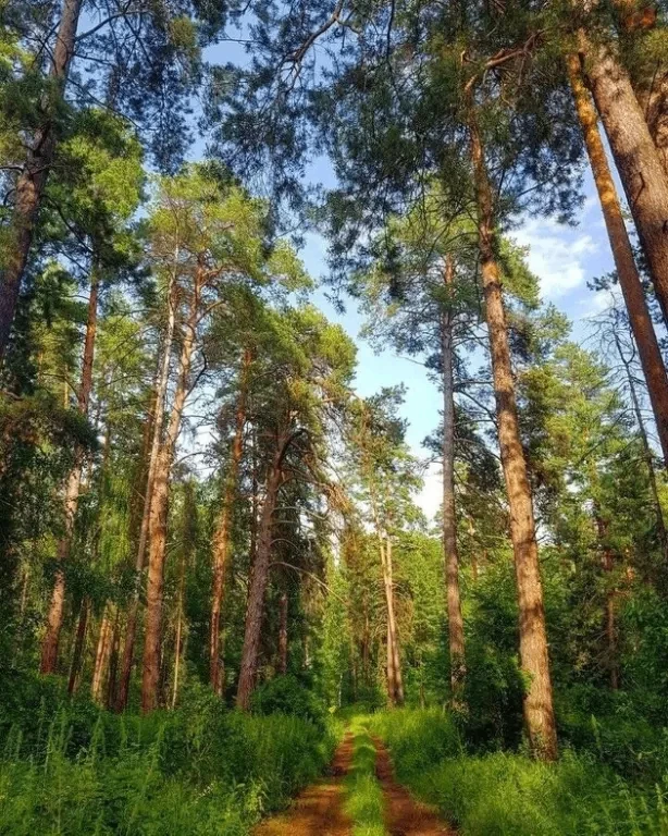 Изменить состоянье души может лес,