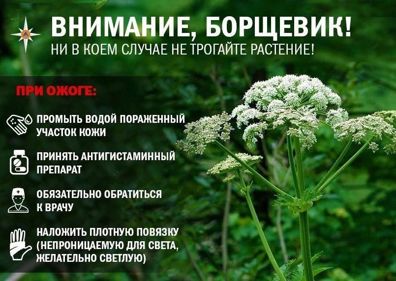 Постановлениями Правительства Иркутской области от 31 марта 2026 года борщевик Сосновского включён в