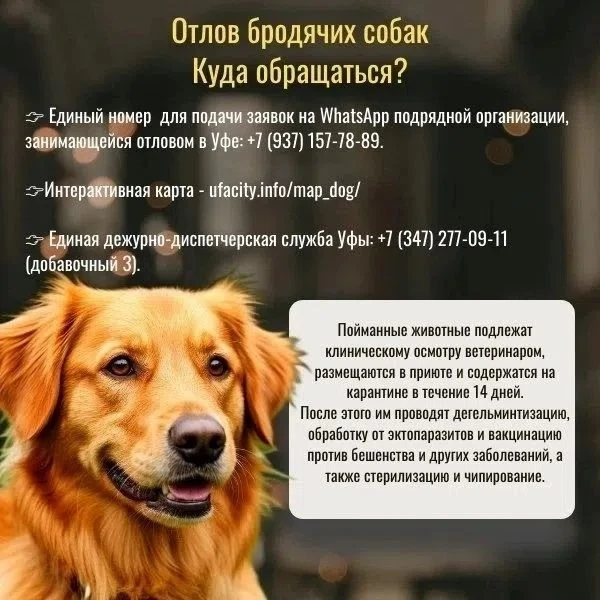 ⚡️Отлов бродячих собак. Куда обращаться?
