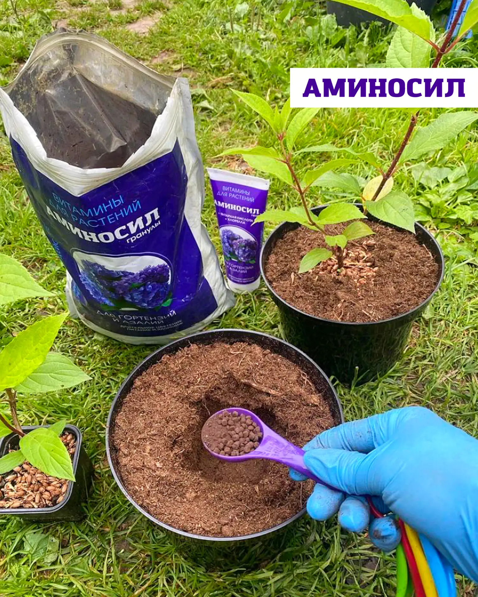 Когда сажать метельчатую гортензию, чтобы она прижилась и пышно цвела 🌸  Метельчатая гортензия — одн