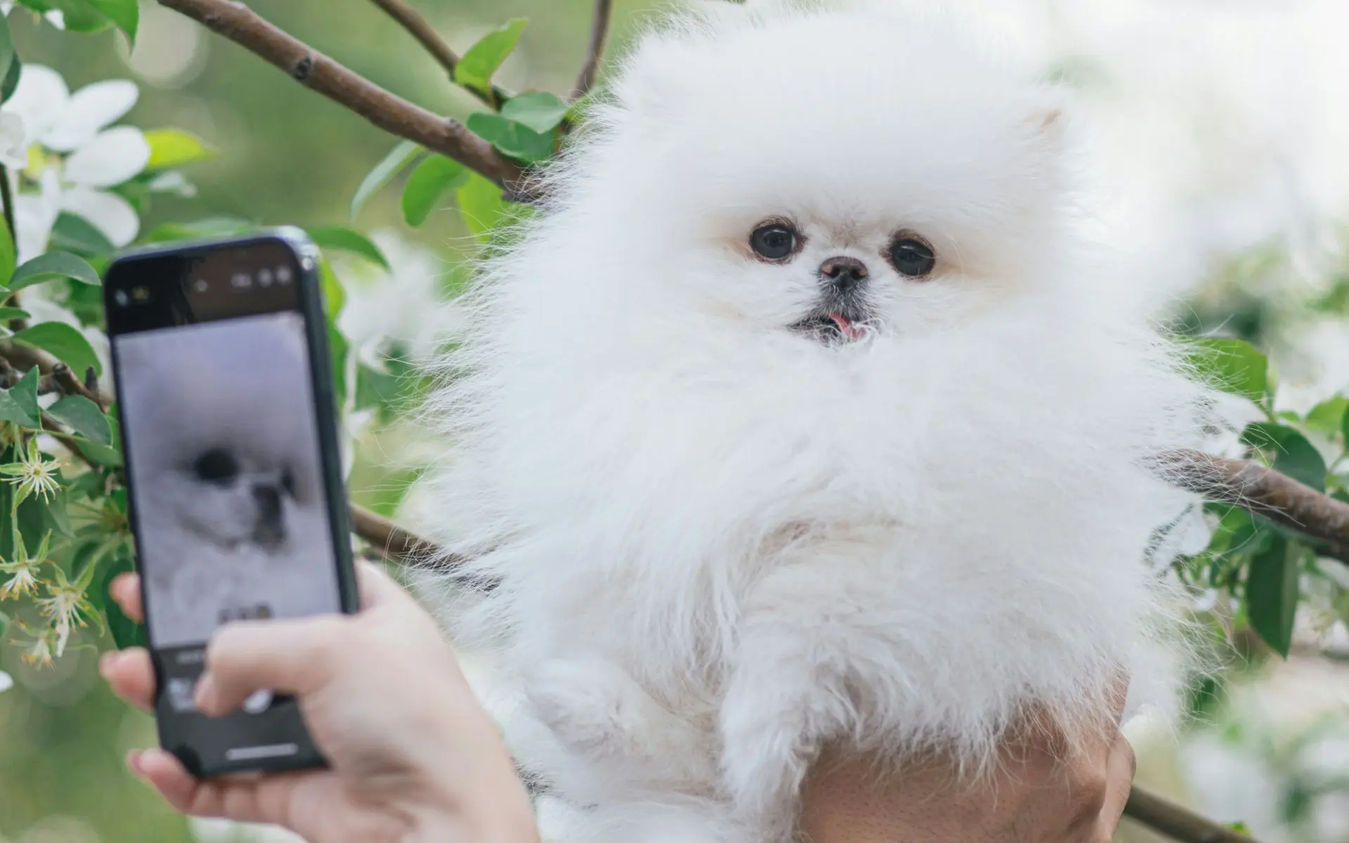 🐶 Смартфоны Samsung смогут оценивать здоровье питомцев по фотографии

На выставке VivaTech 2026 (пр