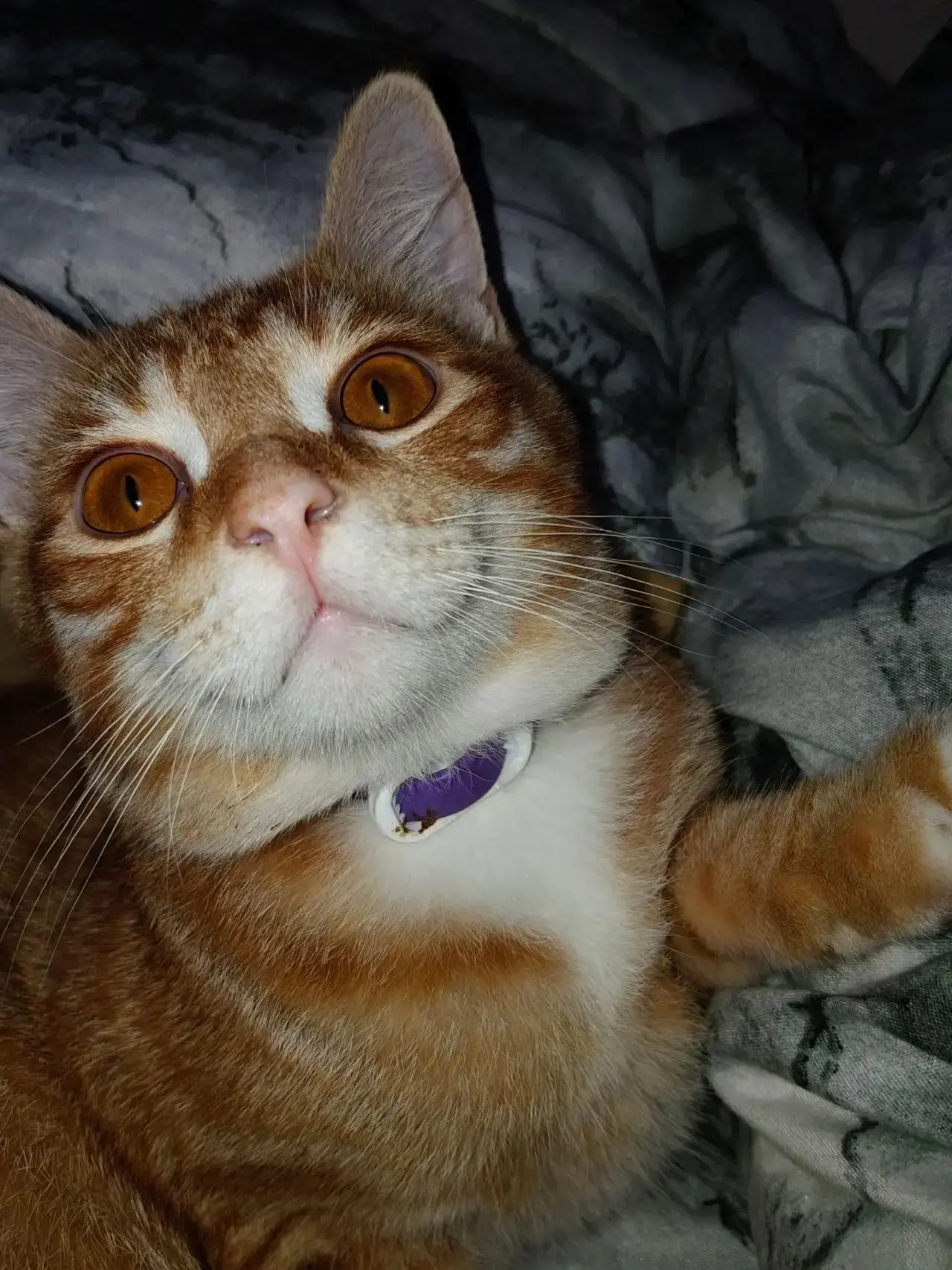 Отдам бесплатно котёнка
