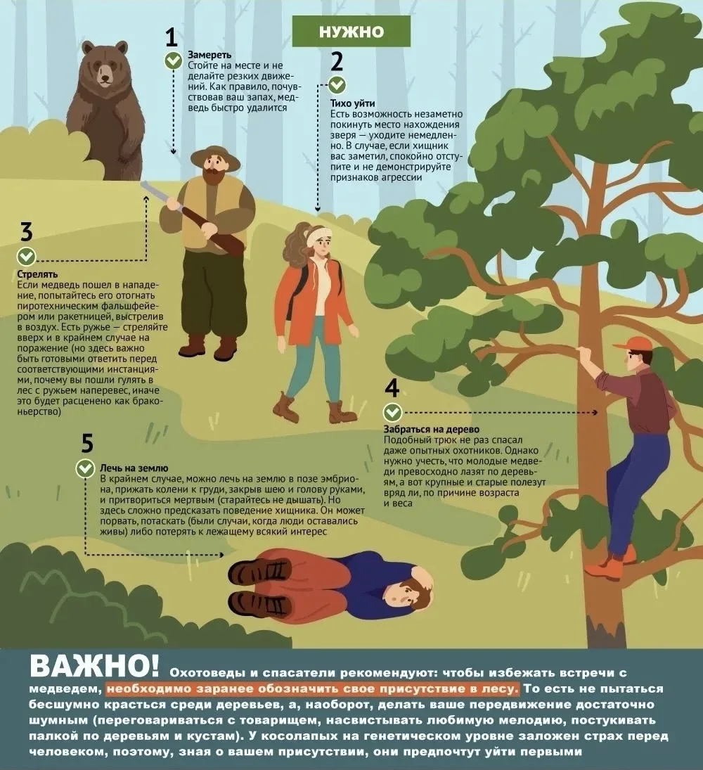 В лесах Ленинградской области водятся бурые медведи. По данным охотнадзора, их популяци...
