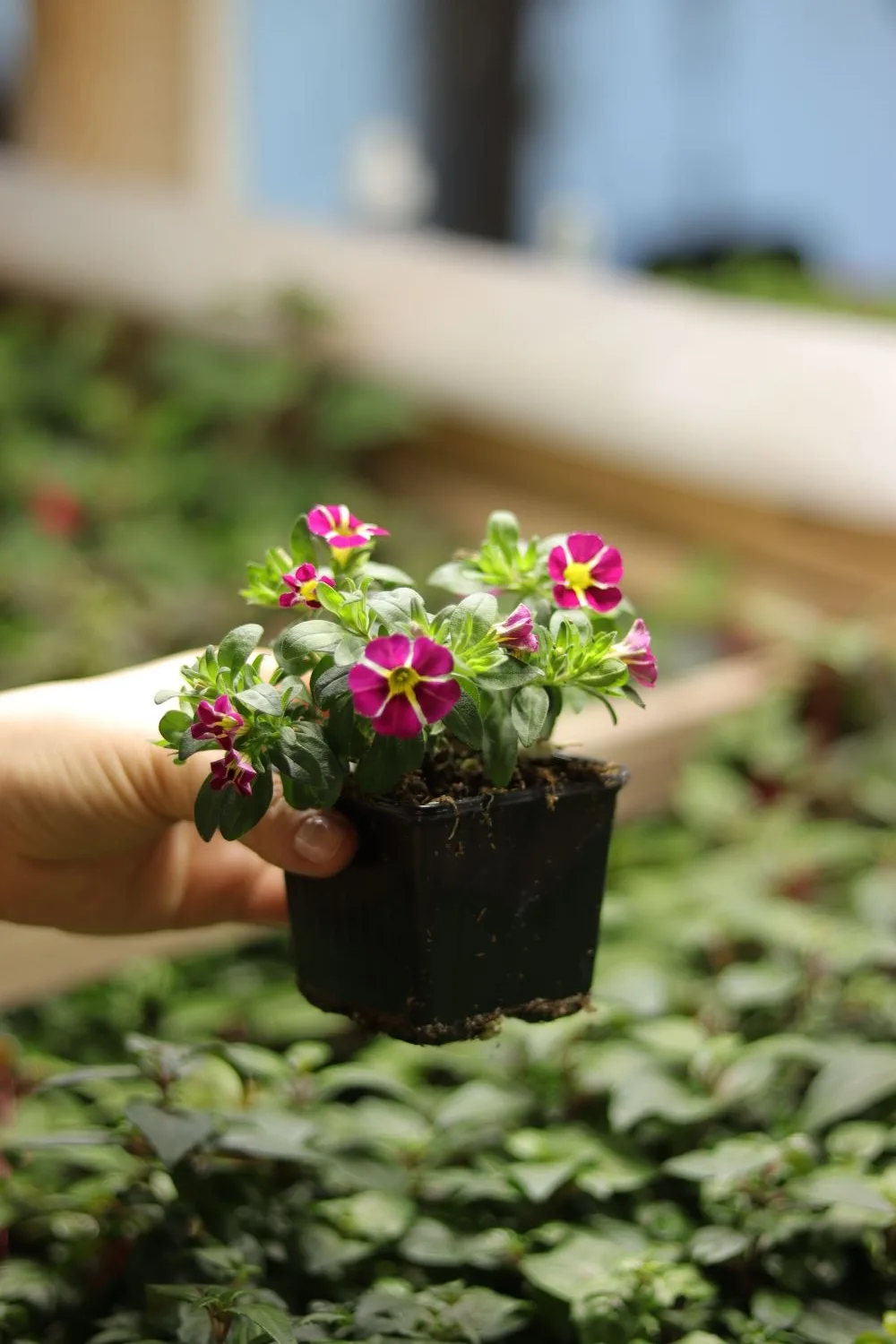 Вы купили укорененный черенок. Что с ним сейчас делать?  🌱 Если растение к вам долго ехало, то даем 