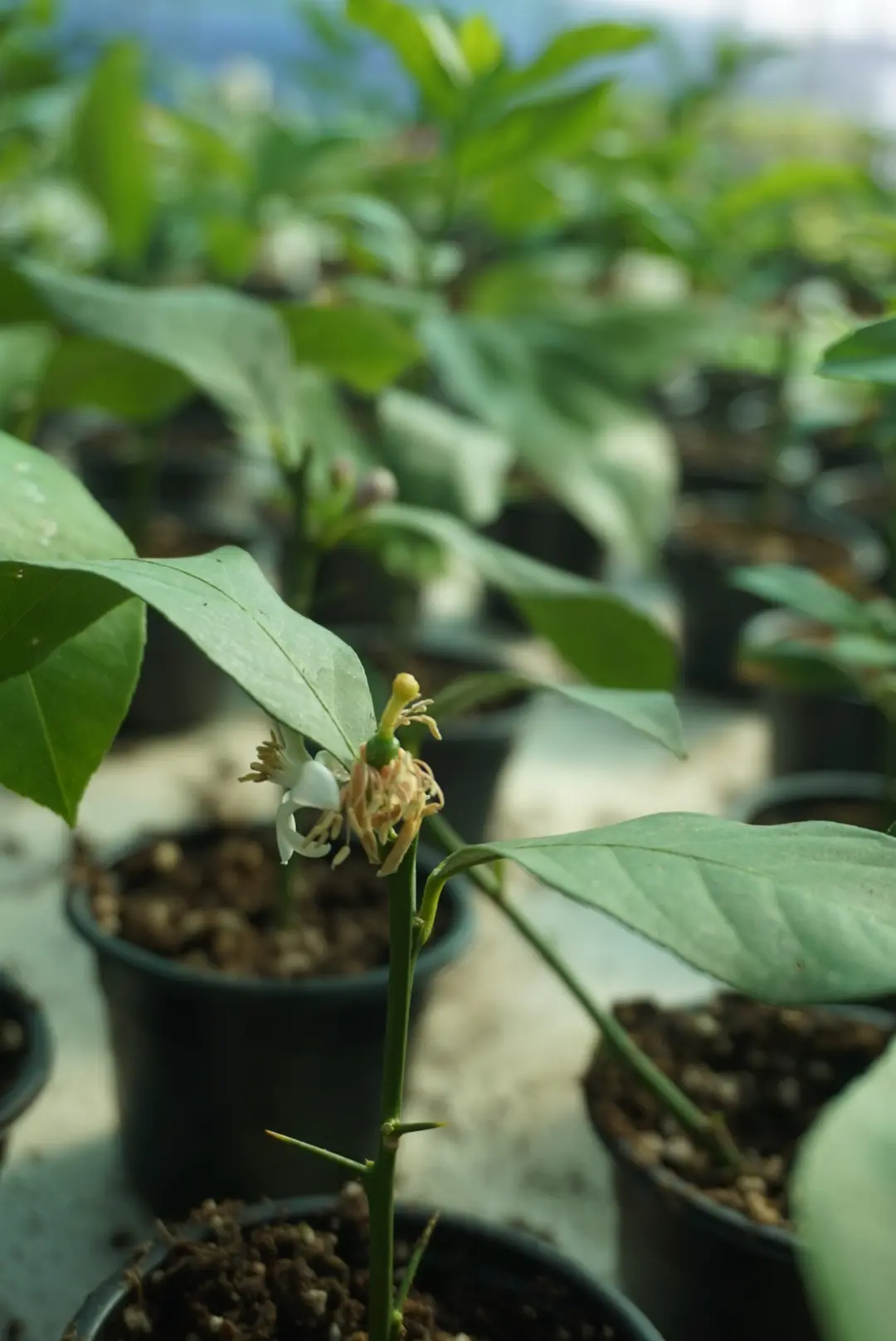 Любовь это ...

Смотреть, как плодоносят цитрусовые 🍋

Друзья, напоминаю, что способность к плодоно