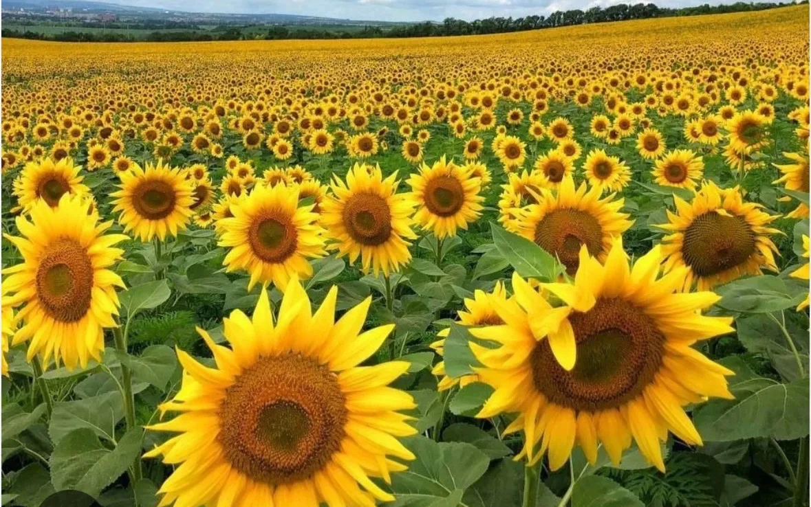 Всем привет! 🌾