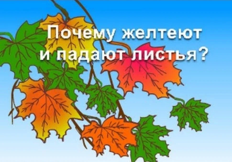 🍁🍁🍁Сегодня в дошкольном отделении №2 у ребят старшей логопедической группы №4 прошло...