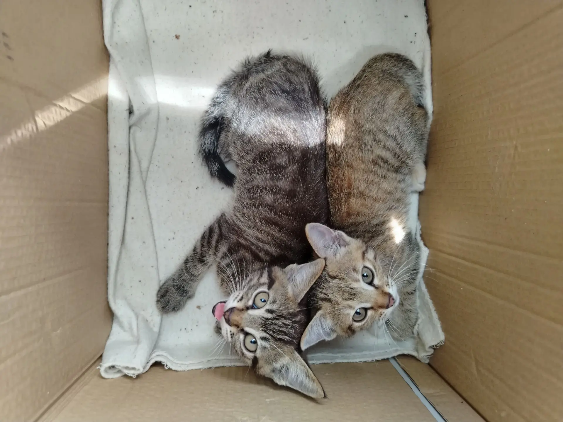 Подкинули котят в коробке
Очаровательные малыши ищут дом
Мальчик и девочка
Могу привезти
89144237390
