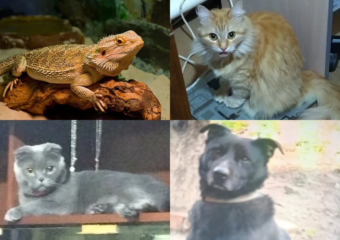 🐾 Внимание, онлайн-акция! Фотомарафон «Лапы, уши и хвосты» 🐶🐱