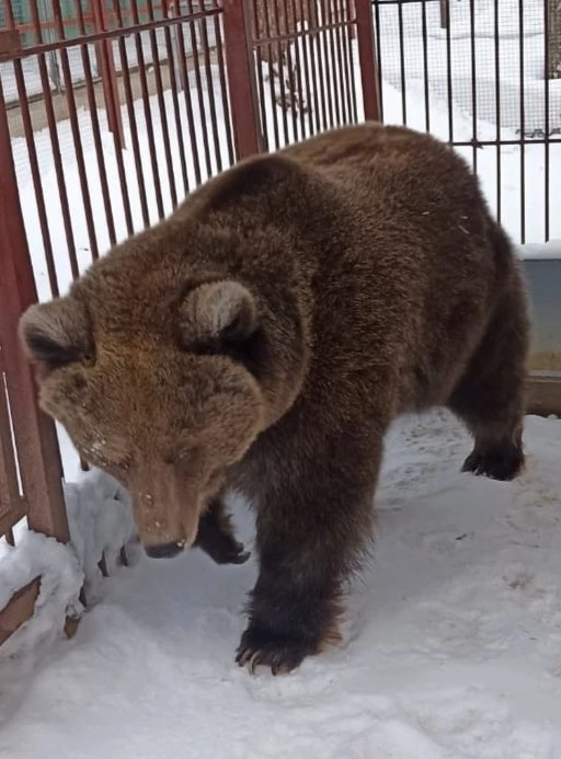 Дуся сказала: «Весна!» 🐻☀