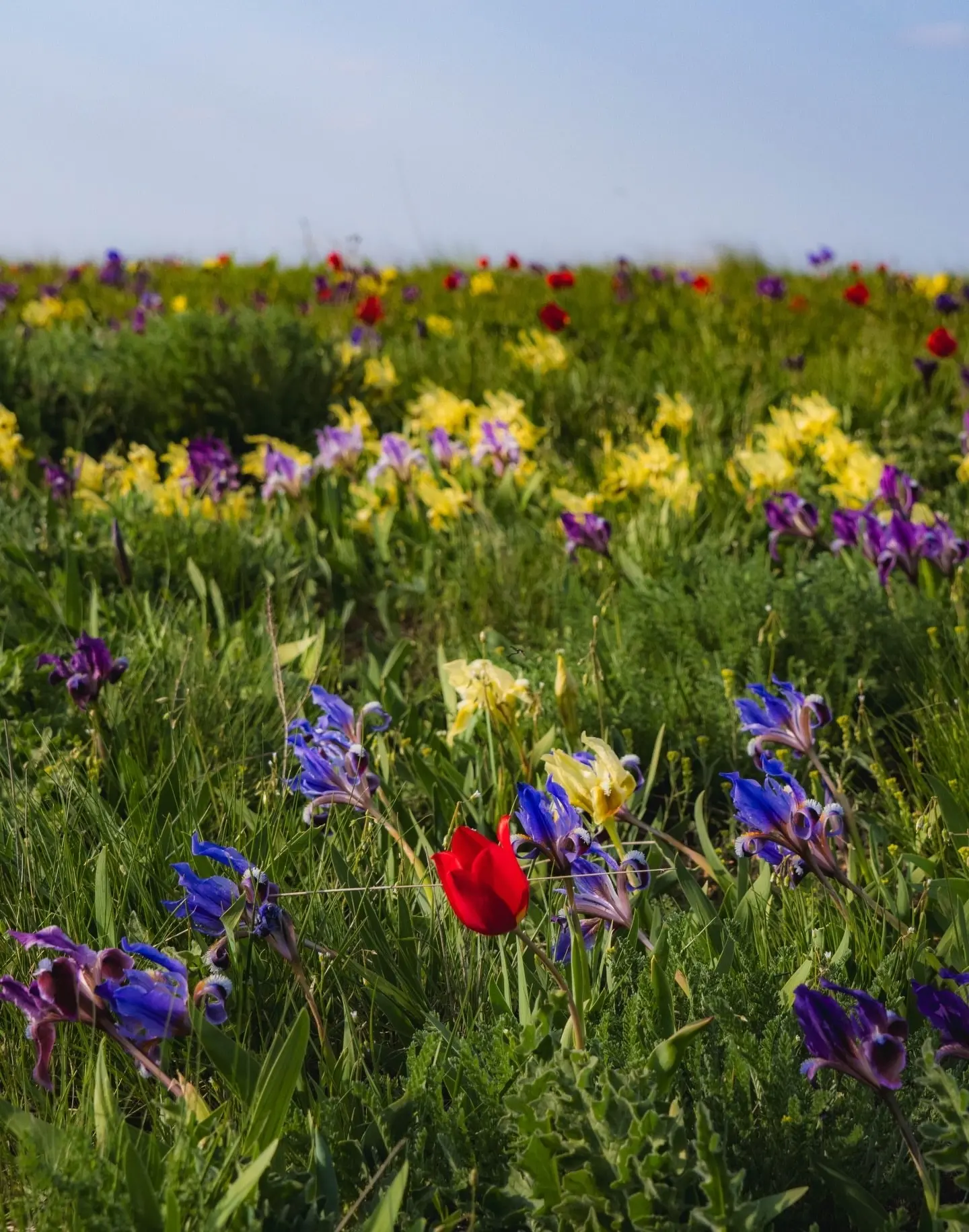 🌷Настало то мимолётное мгновение, когда в довольно суровой для всего живого Донской степи начинается